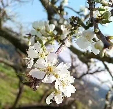 我和春天有个约会（一）