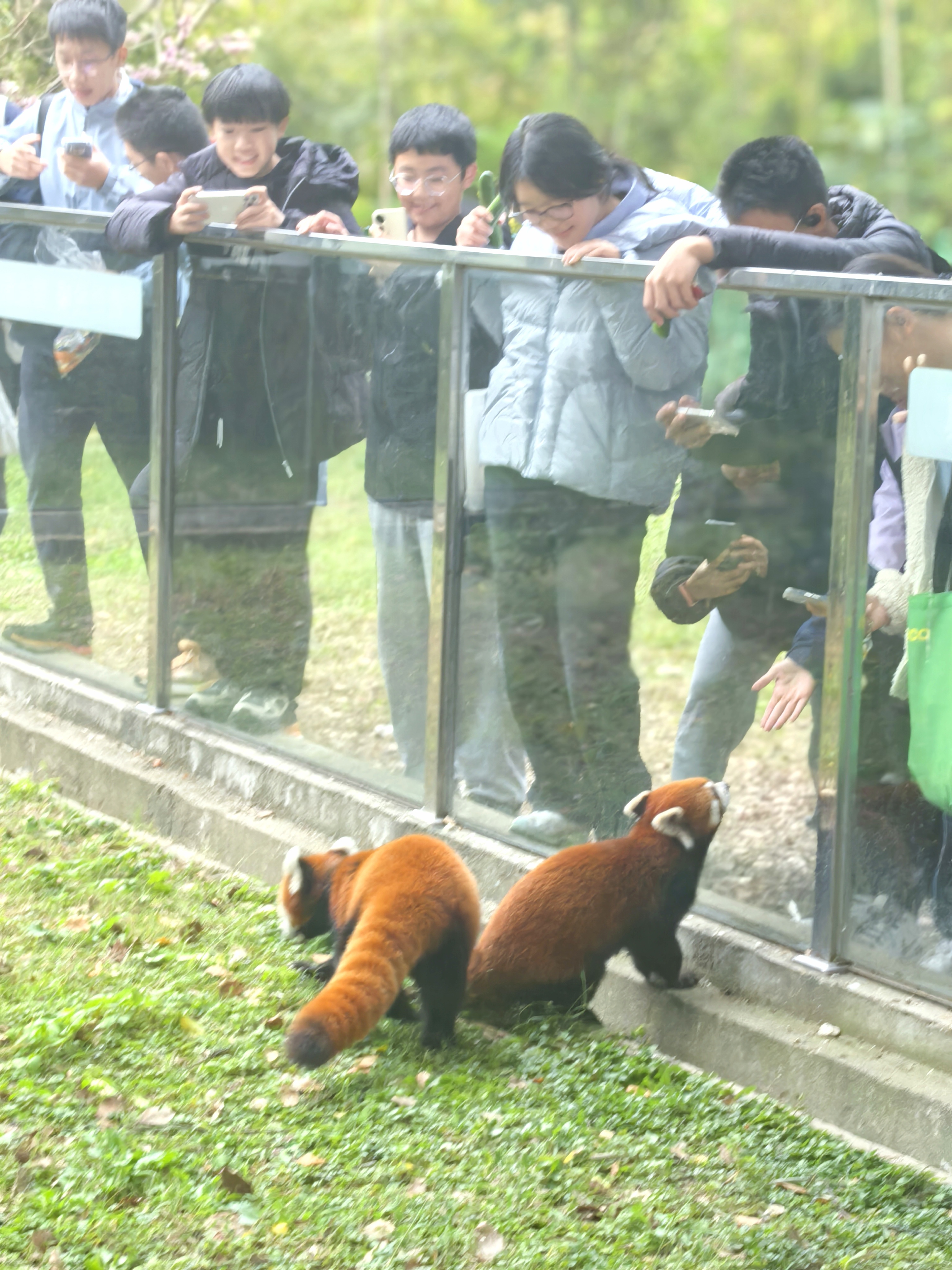 图19：看小动物